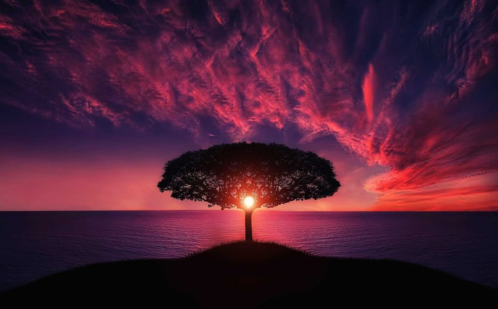 Soins palliatif