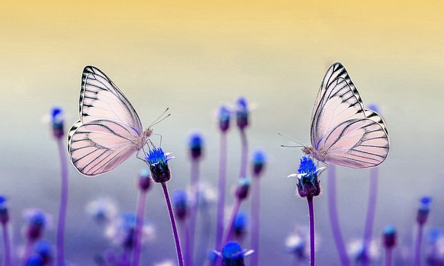 Papillon thérapie de couple