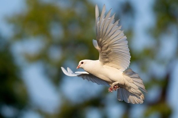 Oiseau que la paix soit en nous